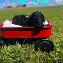 Belle (Aqua) - Black female Poodle puppy in West Monroe, Louisiana from Diamond M Poodles and Doodles