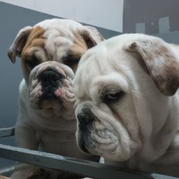 Bulldog Puppies from Snuggle Pups