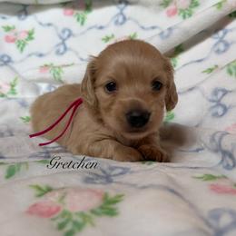 Gretchen - Cream female Dachshund puppy in Janesville, California from Elysian Creek Doxies