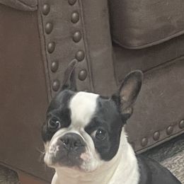 Char - Boston Terrier
