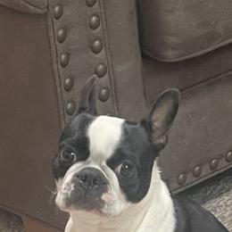 Char - Boston Terrier