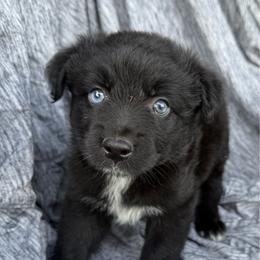 Dalton - Black & white male Australian Shepherd puppy in Kimbolton, Ohio from Wagon Wheel Aussies