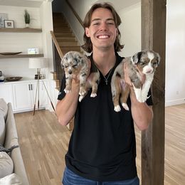 Miniature American Shepherd and Toy Australian Shepherd Puppies from Roeboat Aussies