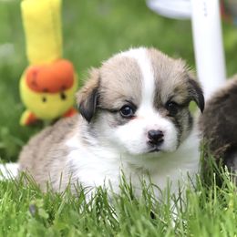 Pembroke Welsh Corgi Puppies from Cosmere Corgis