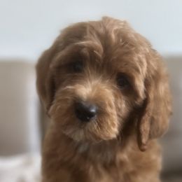 Goldendoodles and Poodles from Poodle lovers