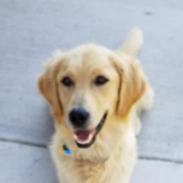 Petra - Golden Retriever