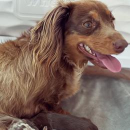Darcy - Dachshund
