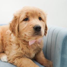 Golden Retriever, Miniature American Shepherd, and Siberian Husky Puppies from HuskiesAndGoldensWithFinesse