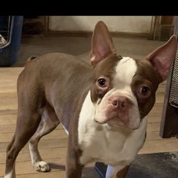 Lane - Boston Terrier