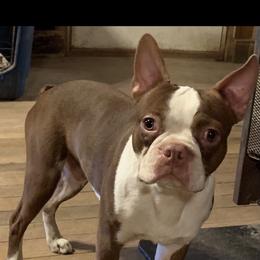 Lane - Boston Terrier