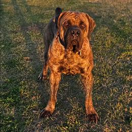 Caine - Brindle male Boerboel puppy in Pattison, Texas from Sure Bet Kennels