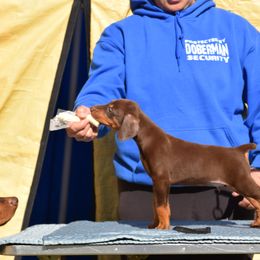 Doberman Pinscher Puppies from Thunder Mtn Kennels
