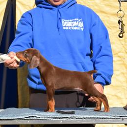 Doberman Pinscher Puppies from Thunder Mtn Kennels