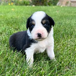 NOVA - Black tri-color female Australian Shepherd puppy in Vernal, Utah from Dancing M Kennels