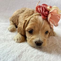 Hazel - Sable and white female Cockapoo puppy in Adrian, Oregon from ApplebyFarm