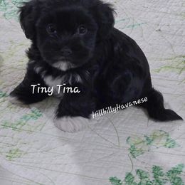Tiny Tina - Black and white female Havanese puppy in Batesville, Arkansas from Hillbilly Havanese
