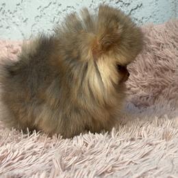 Pomeranian Puppies from Uniquepombabies