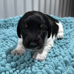 Indy - Piebald male Dachshund puppy in Brashear, Texas from Shepherds Run Miniature Dachshunds