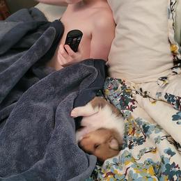 Collie Puppies from Vintage Collies