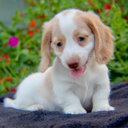 Warner - Piebald male Dachshund puppy in Hazlehurst, Georgia from DrakeFire Dachshunds