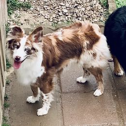 Cherry - Miniature Australian Shepherd