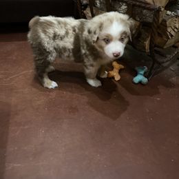 Miniature Australian Shepherd Puppies from 4J Aussies