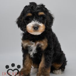 Bernedoodles and Labradoodles from Doodles of Love Labradoodles