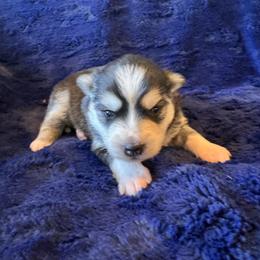 David - Black and white male Pomsky puppy in Bucyrus, Missouri from Hill Top Pomskies