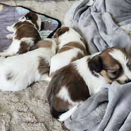 Havanese Puppies from Juniper Grove Havanese