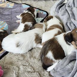 Havanese Puppies from Juniper Grove Havanese