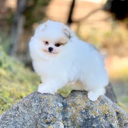 Mr. Jones - Orange parti male Pomeranian puppy in Modesto, California from Pommiepalace