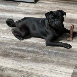 Simon - Pug
