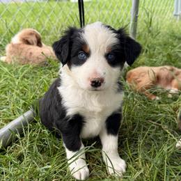 Oscar - Black tri male Miniature Australian Shepherd puppy in Marion, Michigan from Highland Hills Mini Aussies