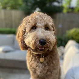 Non - Goldendoodle