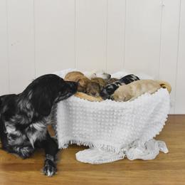 Goldendoodle Puppies from Tuxedo Mountain Doodles