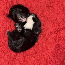 Sheepadoodle Puppies from Mojave Premier Kennels