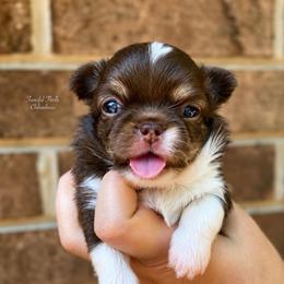 Bellini - Chocolate and tan female Chihuahua puppy in Michigan from Fanciful Thrills Kennel