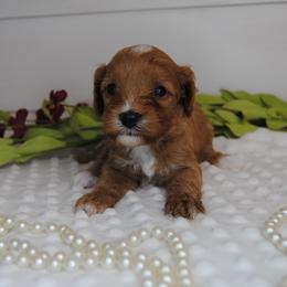 Rosie - Red female Cavapoo puppy in Mountain Grove, Missouri from Dogwood & Sassafras Companions