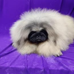 Italian Greyhound and Pekingese Puppies from Oremor's