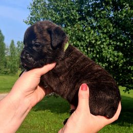 Dark Green - Chestnut brindle male Cane Corso puppy in Yale, Michigan from Titan Farms