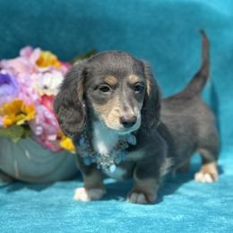Petey - Gray (blue) and cream male Dachshund puppy in Lincoln, Arkansas from Red Dirt Dachshunds