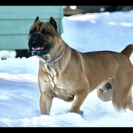 Trick - Cane Corso