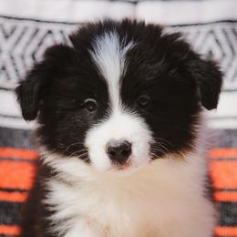 Babe Ruth - Black male Border Collie puppy in Dallas, Texas from Effervescent Border Collies