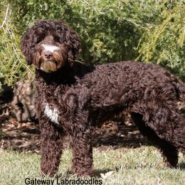 Daisy - Australian Labradoodle