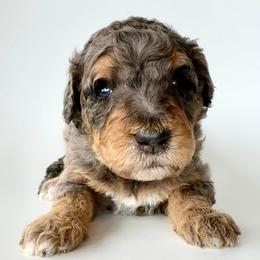 Harbor - Blue merle female Bernedoodle puppy in Pulaski, Tennessee from Doodle My Heart