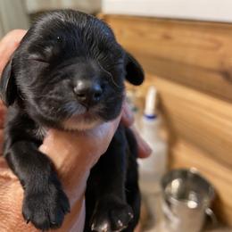 Girl 1 - female Cocker Spaniel puppy in Sautee Nacoochee, Georgia from Candy's Cockers