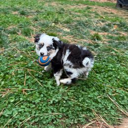Belly - Blue merle female Miniature Australian Shepherd puppy in Shingletown, California from Whiskeytown Aussies