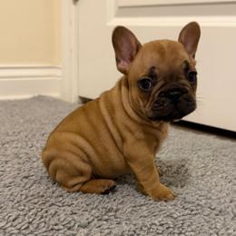 Tucker - Fawn and white male French Bulldog puppy in Madison, Wisconsin from MadCity Frenchies