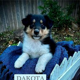 Dakota - Black white and tan female Collie puppy in Lubbock, Texas from Lonestar Country Collies