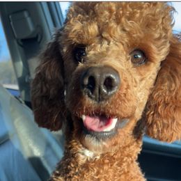 Hank - Poodle